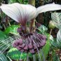 White Bat Live Flowering Plant - Tacca integrifolia FJ