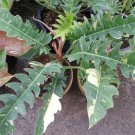 Philodendron 'Ring of Fire' Variegated - Philodendron Wendlandii x P. Tortum FJ