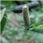 Long Pepper Vine Live Plant - Piper longum - Wellspring Gardens Starter Plant FJ