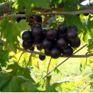 Alachua Muscadine Grape - Vitis rotundifolia FJ
