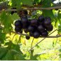 Alachua Muscadine Grape - Vitis rotundifolia FJ