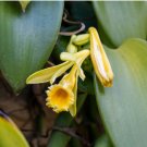 Vanilla Bean Orchid - Vanilla planifolia - Live Plant FJ