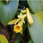 Vanilla Bean Orchid - Vanilla planifolia - Live Plant FJ