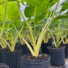 Golden Dragon Elephant Ear - Alocasia - Live Plant FJ