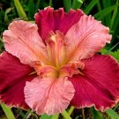 Peaches and Wine Iris - Live Plant FJ