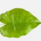 Odora Elephant Ear - Alocasia odora - Live Plant FJ