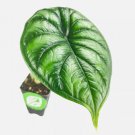 Dragon Scale Elephant Ear - Alocasia baginda - Live Plant FJ