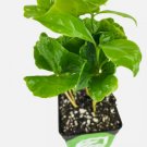Coffee Plant - Coffea arabica - Live Plant FJ Coffee Plant - Coffea arabica - Live Plant FJ