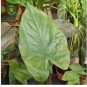 Metalhead Elephant Ear - Alocasia - Live Plant FJ