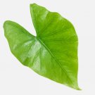 Green Goddess Elephant Ear- Alocasia puber - Live Plant FJ