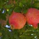 Salavatski Russian Pomegranate - Punica granatum - Live Plant FJ