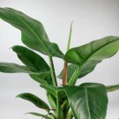 Philodendron Imperial Green - Philodendron - Live Plant FJ