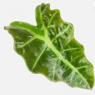 Amazonica Elephant Ear (Amazonian) - Alocasia - Live Plant FJ