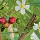 Red Jamaican Cherry (Strawberry Tree) - Muntingia calabura - Live Plant FJ