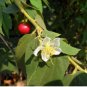 Red Jamaican Cherry (Strawberry Tree) - Muntingia calabura - Live Plant FJ