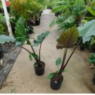 Sumo Elephant Ear - Alocasia - Live Plant FJ