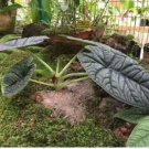 Maharani Elephant Ear - Alocasia - Live Plant FJ