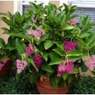 Malaysian Orchid - Medinilla myriantha FJ