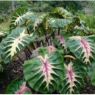 White Lava Elephant Ear - Colocasia - Live Plant FJ