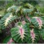 White Lava Elephant Ear - Colocasia - Live Plant FJ