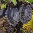 Painted Black Elephant Ear ppaf Gecko tm - Colocasia - Live Plant FJ