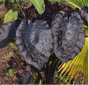 Painted Black Elephant Ear ppaf Gecko tm - Colocasia - Live Plant FJ