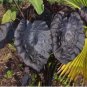 Painted Black Elephant Ear ppaf Gecko tm - Colocasia - Live Plant FJ
