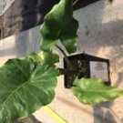 Tyrion Elephant Ear - Alocasia - Live Plant FJ