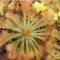 Spoonleaf Sundew Carnivorous - Drosera spathulata - Live Plant FJ
