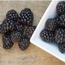 Natchez Blackberry - Rubus natchez FJ