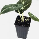 Black Velvet Elephant Ear - Alocasia reginula - Live Plant FJ