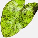 Mojito Elephant Ear PPAF - Colocasia esculenta - Live Plant FJ
