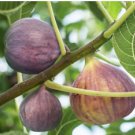 LSU Purple Fig - Ficus carica - Live Plant FJ