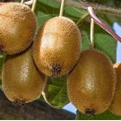 Vincent Female Kiwi - Actinidia chinensis - Live Plant FJ