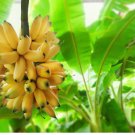 Dwarf Orinoco Banana - Musa - Live Plant FJ
