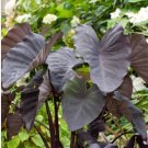 Black Magic Elephant Ear - Colocasia esculenta FJ