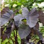 Black Magic Elephant Ear - Colocasia esculenta FJ