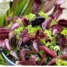 Akai Ryu Venus Fly Trap Carnivorous Plant - Dionaea muscipula - Live Plant FJ