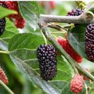 Dwarf Everbearing Black Mulberry Tree - Morus nigra - Live Plant FJ