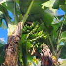 Dwarf Cavendish Banana Tree - Musa - Live Plant FJ
