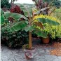Dwarf Cavendish Banana Tree - Musa - Live Plant FJ