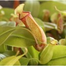 St. Gaya Pitcher Plant Carnivorous - Nepenthes - Live Plant FJ