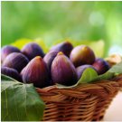 Beer's Black Fig (Dwarf Habit) - Ficus carica - Live Plant FJ