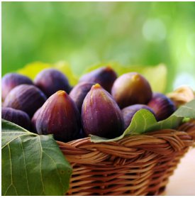 Beer's Black Fig (Dwarf Habit) - Ficus carica - Live Plant FJ