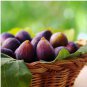 Beer's Black Fig (Dwarf Habit) - Ficus carica - Live Plant FJ