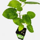 Ischia Fig Tree - Ficus carica - Live Plant FJ
