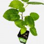 Ischia Fig Tree - Ficus carica - Live Plant FJ