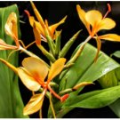 Molten Gold ppaf Ginger - Hedychium - Live Plant FJ