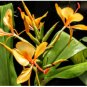 Molten Gold ppaf Ginger - Hedychium - Live Plant FJ