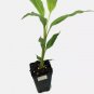 Molten Gold ppaf Ginger - Hedychium - Live Plant FJ